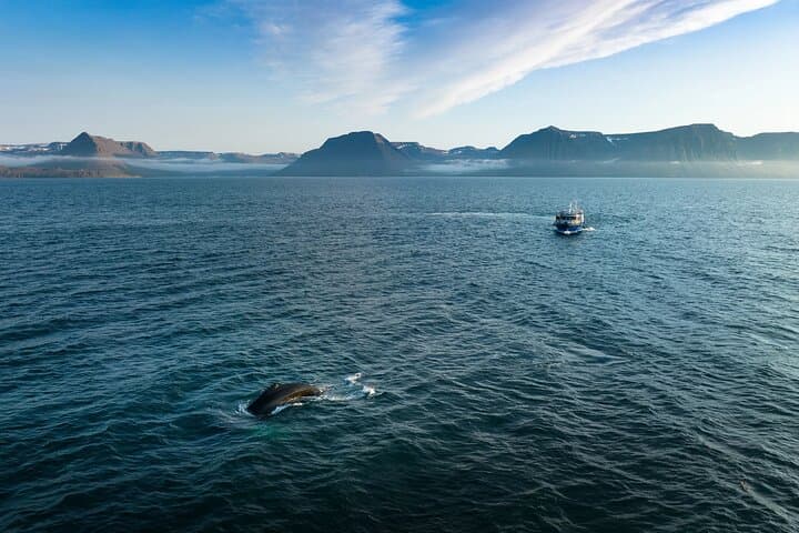 Westfjords Whale Watching from Ísafjörður: Fjords, Humpbacks, and Arctic Seas photo 4