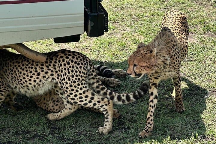 3-Day Maasai Mara Safari: Game Drives, Balloon Ride & Maasai Culture photo 5