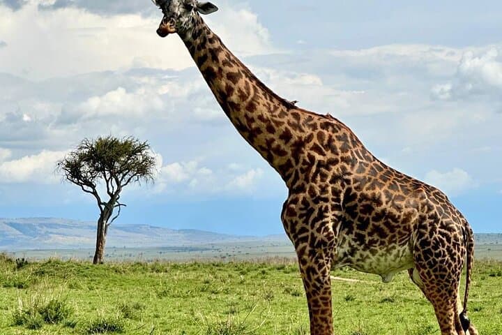 3-Day Maasai Mara Safari: Game Drives, Balloon Ride & Maasai Culture photo 3