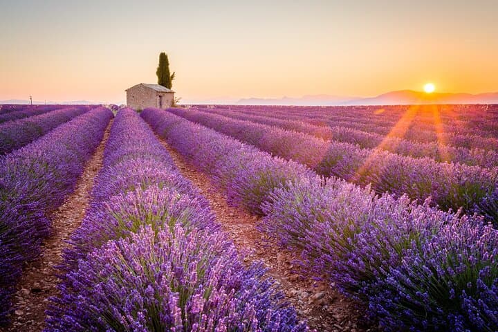 Lavender Fields and Gorges du Verdon: 8-Hour Provence Shore Excursion from Marseille photo 5