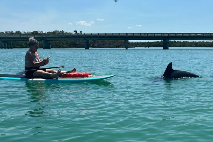 Paddle with Dolphins & Manatees: Naples Coastal Wildlife Tour photo 2