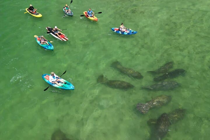 Paddle with Dolphins & Manatees: Naples Coastal Wildlife Tour photo 3