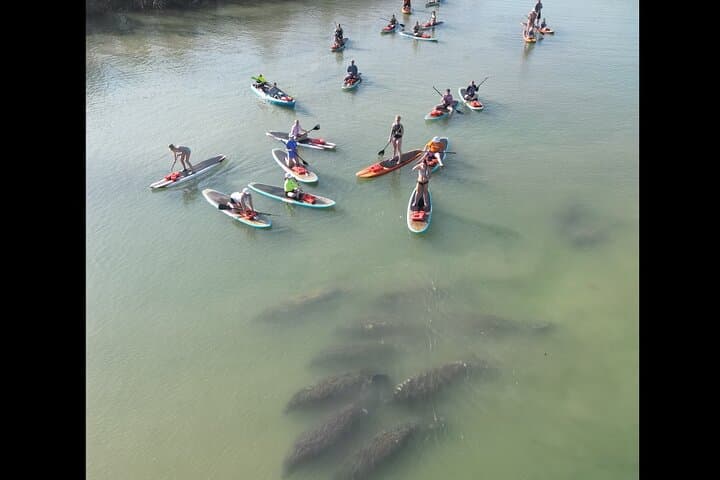 Paddle with Dolphins and Manatees: New Smyrna Kayak & SUP Wildlife Tour