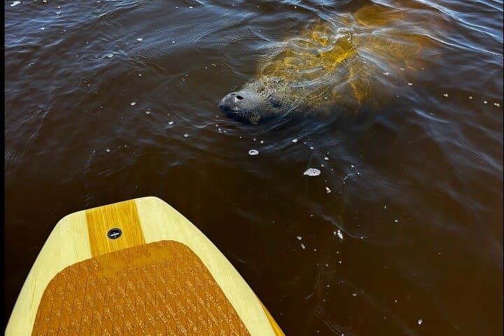 Paddle with Dolphins and Manatees: New Smyrna Kayak & SUP Wildlife Tour photo 5