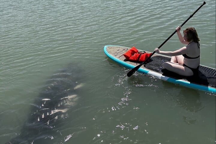 Paddle with Dolphins and Manatees: New Smyrna Kayak & SUP Wildlife Tour photo 3