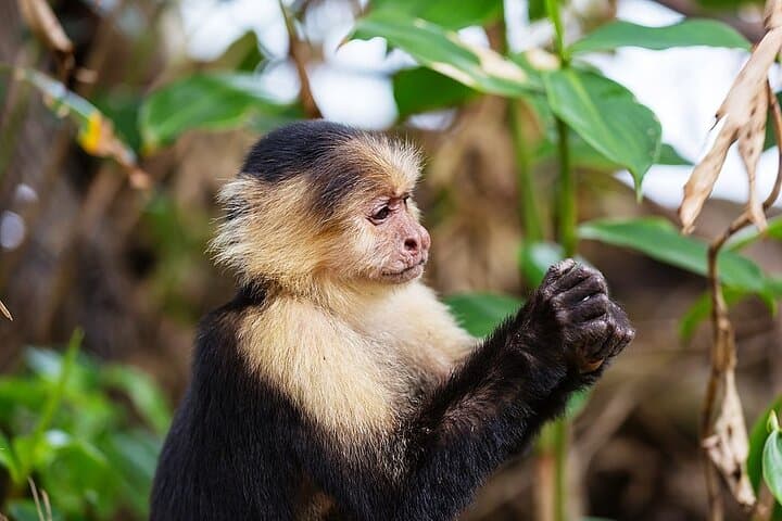 Proyecto Asis Wildlife Rescue Tour — La Fortuna Animal Rehabilitation & Volunteer Visit photo 5
