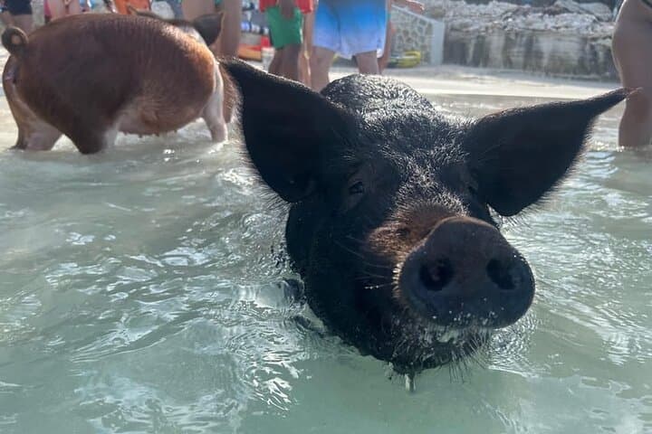 Rose Island Pig Encounter & Snorkel: Private Beach, Turtles & Full-Day Powerboat Trip photo 3