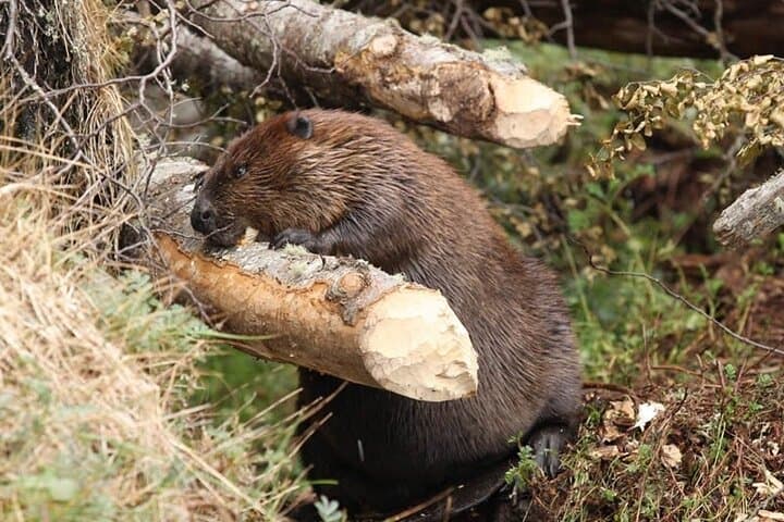 Beaver Watching and Dinner at Lake Fagnano — Ushuaia Wildlife Tour photo 2