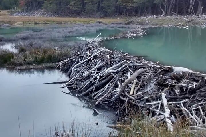 Beaver Watching and Dinner at Lake Fagnano — Ushuaia Wildlife Tour photo 4