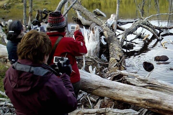 Beaver Watching and Dinner at Lake Fagnano — Ushuaia Wildlife Tour photo 3