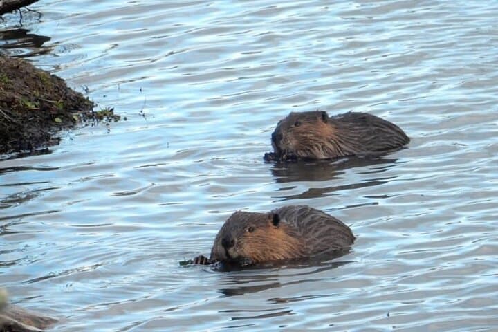 Beaver Watching and Dinner at Lake Fagnano — Ushuaia Wildlife Tour photo 6