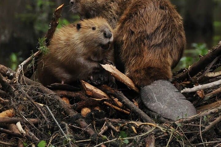 Beaver Watching and Dinner at Lake Fagnano — Ushuaia Wildlife Tour