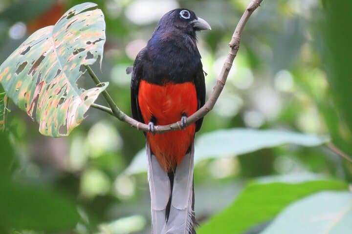 Drake Bay Birdwatching: Guided Dawn & Dusk Tour on the Osa Peninsula