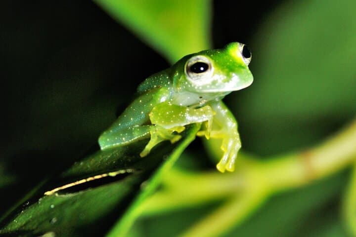 Drake Bay Night Walk: Guided Nocturnal Rainforest Tour in Costa Rica photo 1