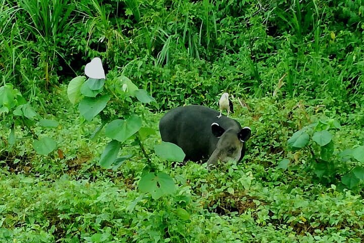 Private Sirena Station Day Tour from Drake Bay — Corcovado National Park Wildlife Hike