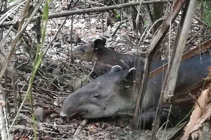 Private Sirena Station Day Tour from Drake Bay — Corcovado National Park Wildlife Hike photo 2