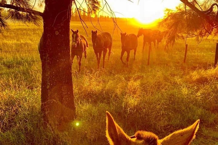 Ride an Argentine Estancia: Horseback & Asado Experience Near Buenos Aires photo 1