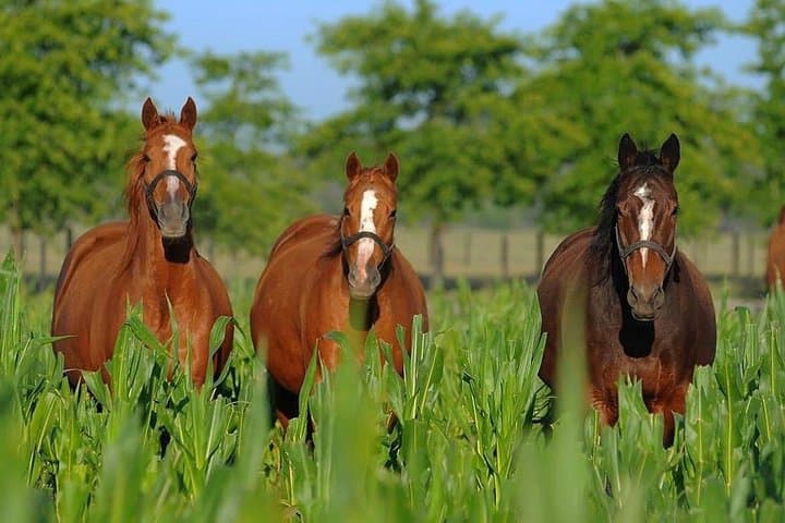 Ride an Argentine Estancia: Horseback & Asado Experience Near Buenos Aires photo 2