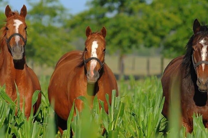 Private Estancia Day: Helicopter Transfer, Gaucho Horseback Ride & Argentinian Asado photo 4