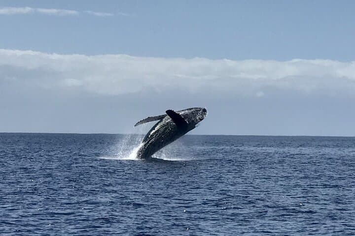 Kauai Winter Whale Watching Adventure from Port Allen Marina photo 4