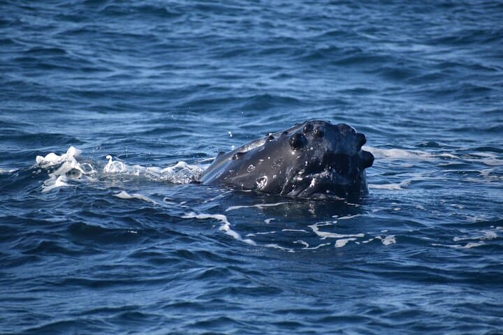 Kauai Winter Whale Watching Adventure from Port Allen Marina photo 5