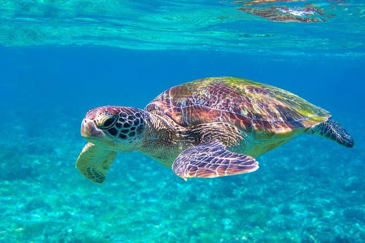 Underwater Scooter Snorkeling in Tahiti – Lagoon Scooter Tours & Turtle Encounters photo 2