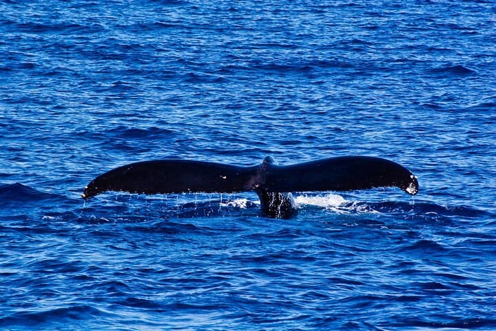 West Oahu Whale Watch & Turtle Snorkel — Semi-Private Boat Tours from Waianae Harbor photo 5