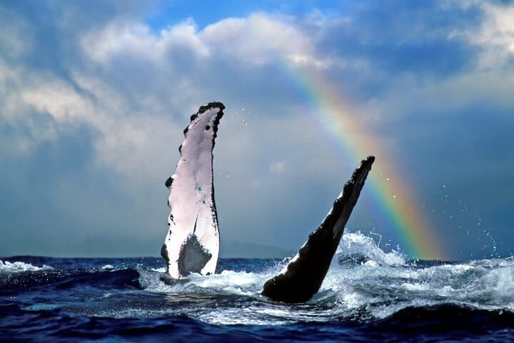 West Oahu Whale Watch & Turtle Snorkel — Semi-Private Boat Tours from Waianae Harbor photo 2