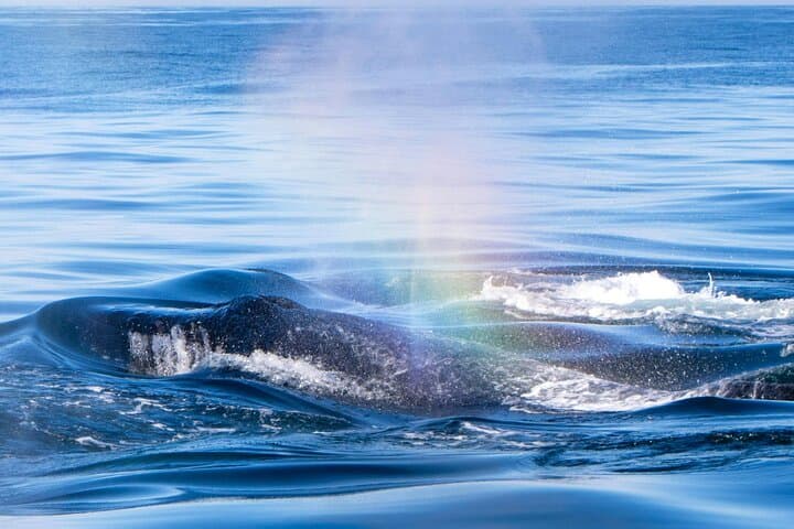 West Oahu Whale Watch & Turtle Snorkel — Semi-Private Boat Tours from Waianae Harbor