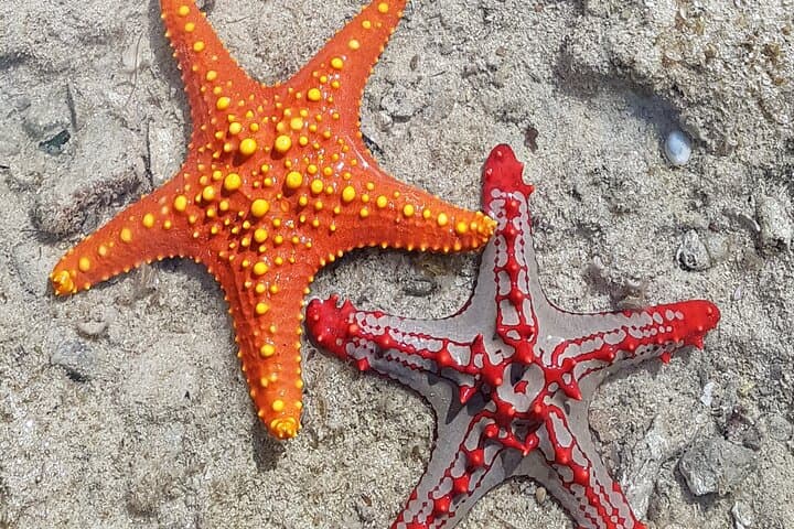 Zanzibar Spice, Prison Island, Stone Town & Slave Market Guided Tour photo 5