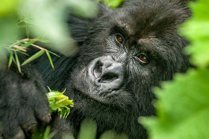 Gorilla Tracking in Volcanoes National Park — Day Trip with Hotel Pickup