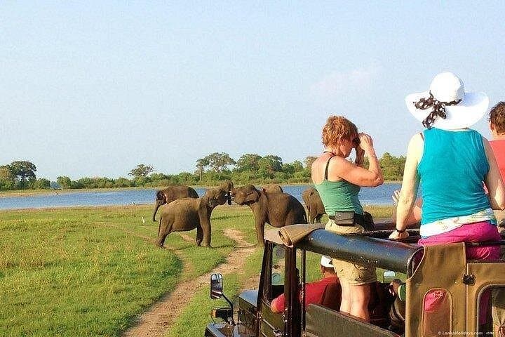 Wild Elephant Safari from Colombo — Minneriya & Hurulu Private 4x4 Tour photo 1