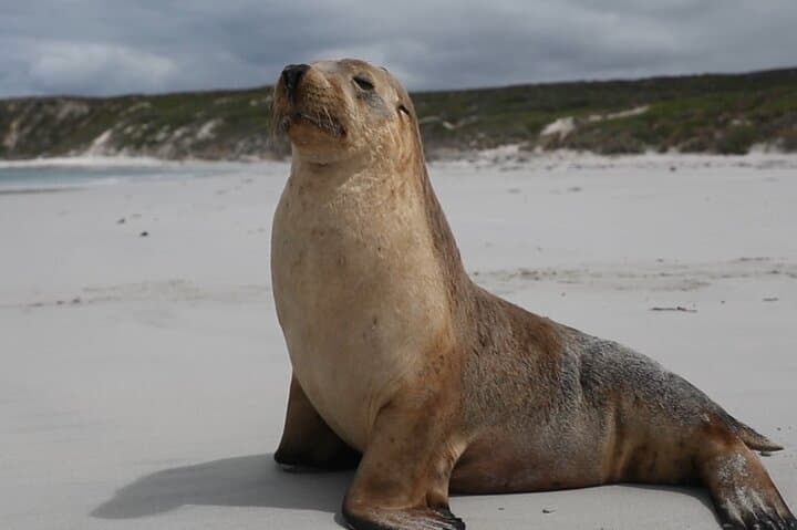 Kangaroo Island 2-Day Wildlife Adventure from Adelaide: Seal Bay, Remarkable Rocks, and Little Sahara photo 5