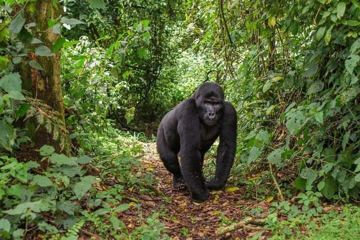 Gorilla Tracking in Volcanoes National Park — Day Trip with Hotel Pickup photo 5