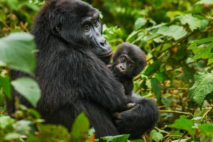 Gorilla Tracking in Volcanoes National Park — Day Trip with Hotel Pickup photo 3