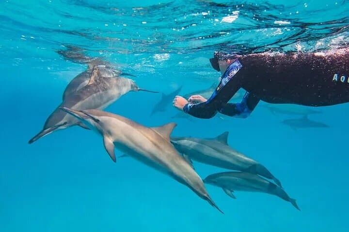 Dolphin House (Samadai Reef) Snorkeling Trip from Marsa Alam — Swim with Dolphins and Explore Red Sea Coral Gardens