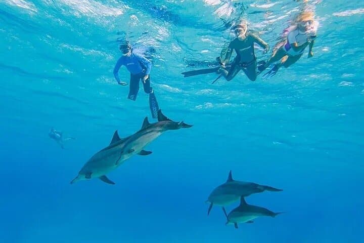 Dolphin House (Samadai Reef) Snorkeling Trip from Marsa Alam — Swim with Dolphins and Explore Red Sea Coral Gardens photo 5