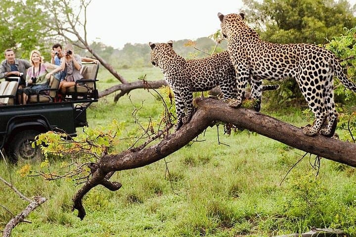 Ultimate Natural Wonders of Uganda: 14-Day Gorilla Trek & Classic Safari photo 4