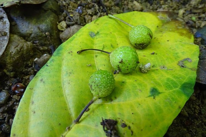 Private Primary Rainforest Tour Near Corcovado: Drake Bay Day Hike photo 4