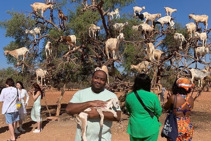 One-Day Marrakech Highlights: Day Trip from Agadir and Taghazout photo 3