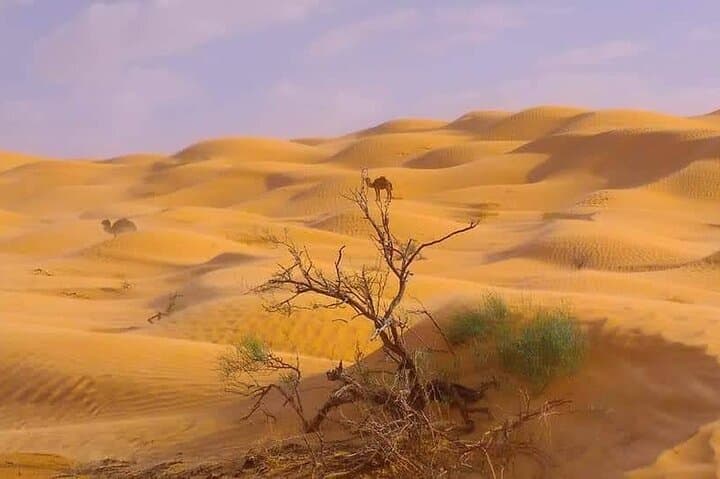 Private 2-Day Sahara Bivouac: 75km Grand Erg Oriental Adventure photo 6