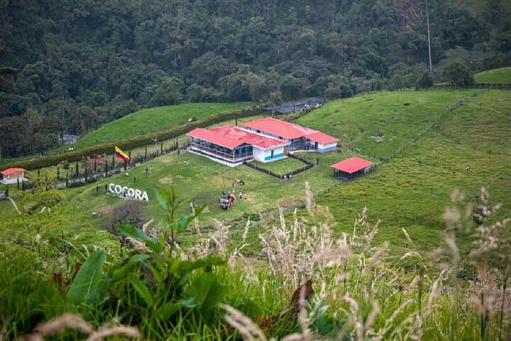 Cocora Valley Hike & Willys Jeep Tour — Wax Palms, Birding, and Traditional Lunch from Salento photo 2