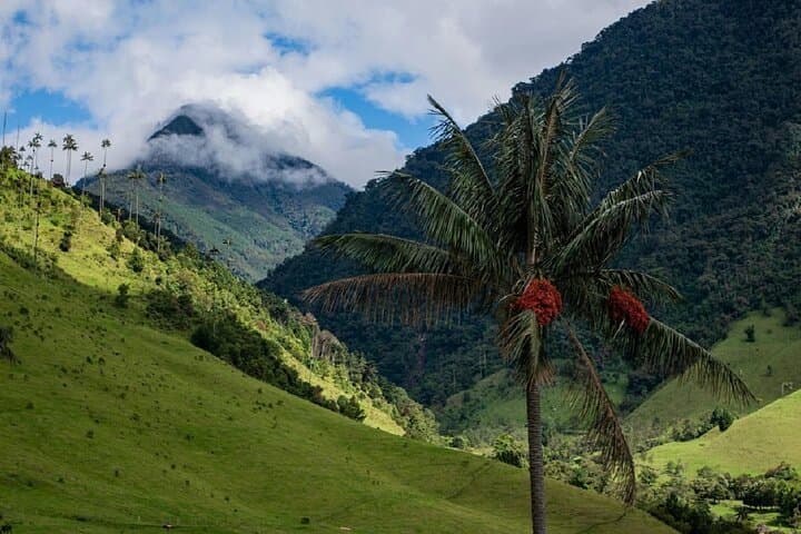 Cocora Valley Hike & Willys Jeep Tour — Wax Palms, Birding, and Traditional Lunch from Salento photo 3