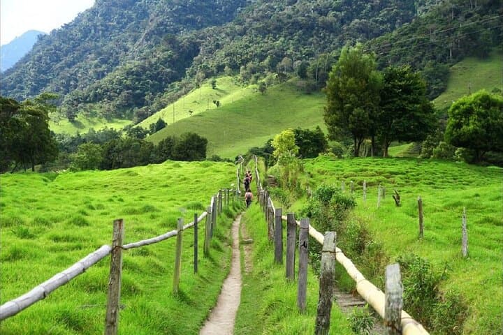 Cocora Valley Hike & Willys Jeep Tour — Wax Palms, Birding, and Traditional Lunch from Salento photo 4