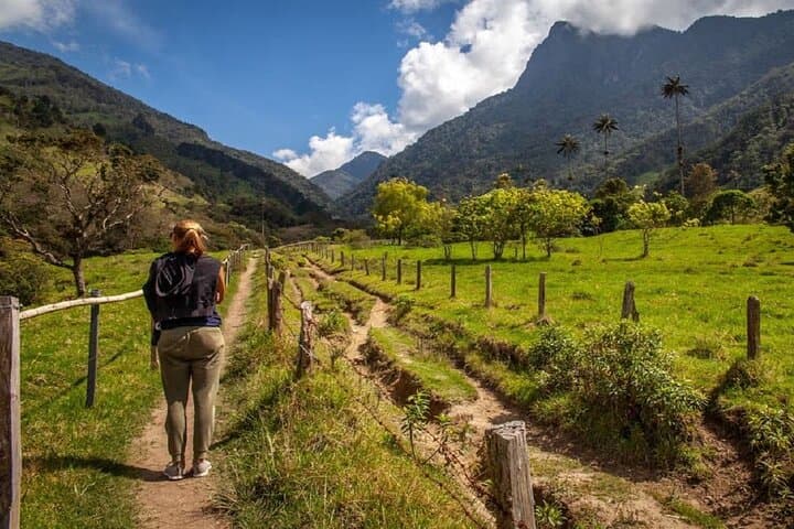 Cocora Valley Hike & Willys Jeep Tour — Wax Palms, Birding, and Traditional Lunch from Salento