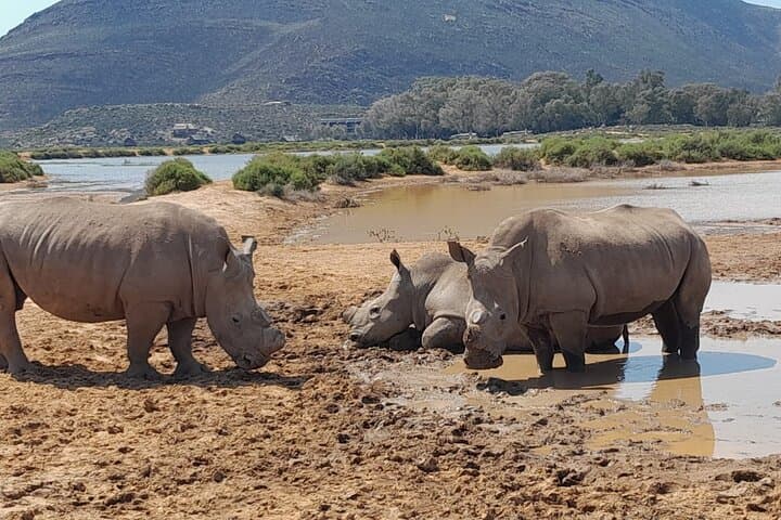 Aquila Game Reserve Full-Day Big 5 Safari from Cape Town