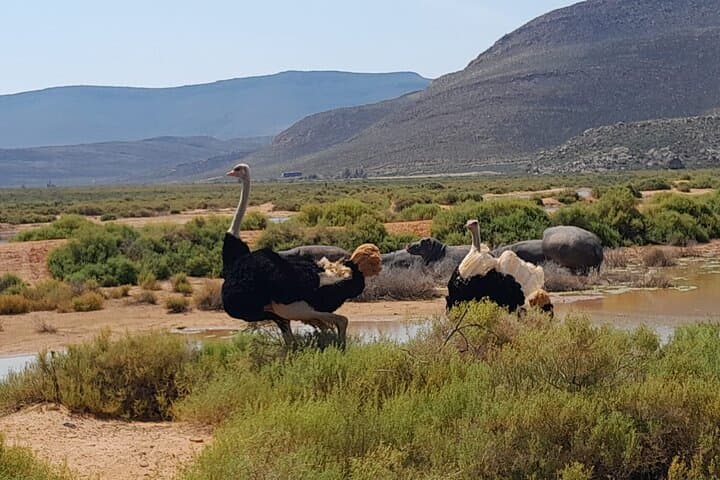 Aquila Game Reserve Full-Day Big 5 Safari from Cape Town photo 6