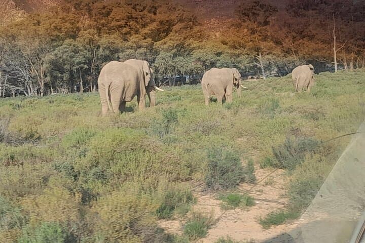 Aquila Game Reserve Full-Day Big 5 Safari from Cape Town photo 4