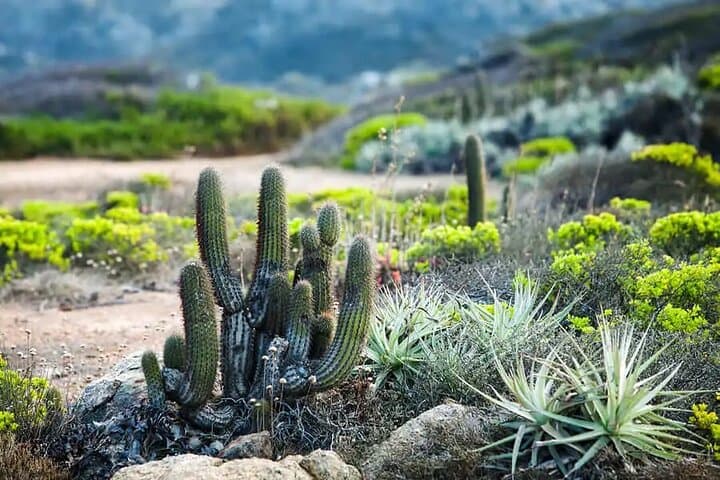 Coastal Hike to Puquén Bio-Park and Cachagua: Day Trip from Santiago photo 1