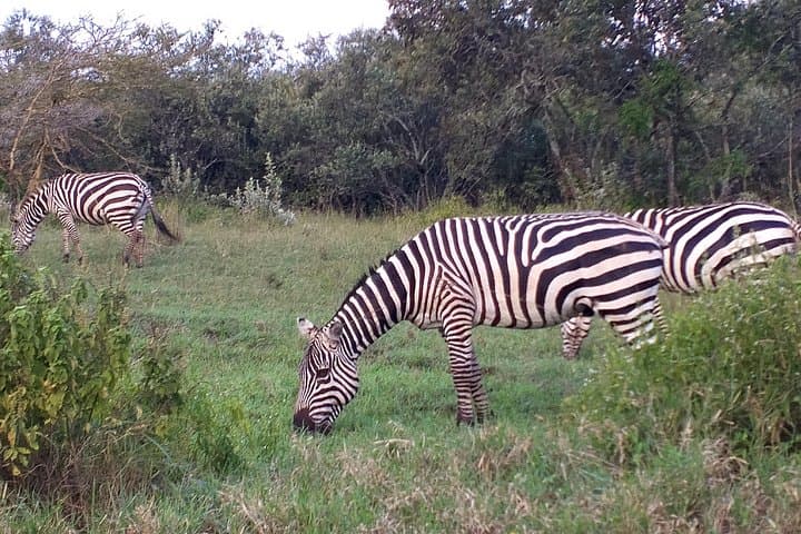 Explore Nairobi National Park: A Safari Adventure on the City’s Edge photo 4